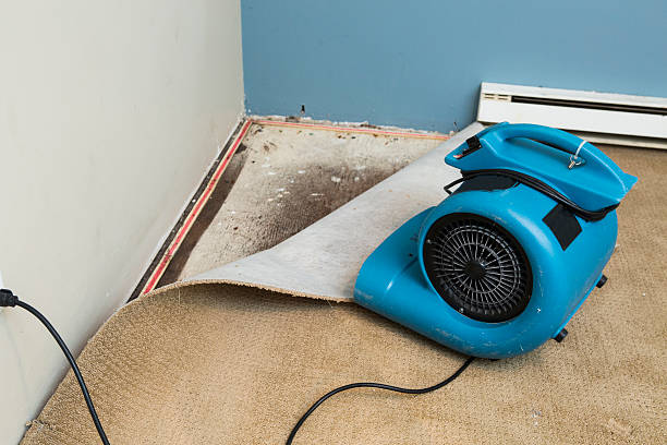 Best Water damage cleanup near me  in Cleveland, AL